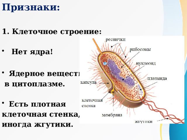 Признаки:  1. Клеточное строение:   Нет ядра!  Ядерное вещество  в цитоплазме.  Есть плотная клеточная стенка, иногда жгутики. 