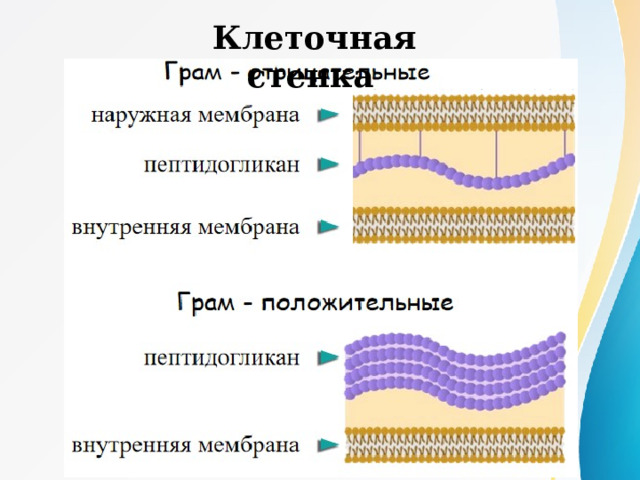 Клеточная стенка  Оболочка любой бактерии состоит из специального вещества – муреина. Его молекула представляет собой цепи полисахаридов, расположенных параллельно. У отрицательных видов строение клеточной оболочки значительно сложнее, что позволяет ей быть защищенной от действия таких сред, как слюна, желудочный сок, другие жидкости с содержащимся в них лизоцимом – ферментом, обладающим антибактериальными свойствами. 
