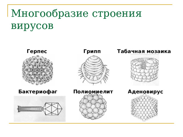 Многообразие строения вирусов Герпес Грипп Табачная мозаика Бактериофаг Полиомиелит Аденовирус 