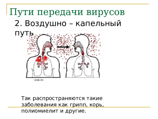 Пути передачи вирусов 2. Воздушно – капельный путь Так распространяются такие заболевания как грипп, корь, полиомиелит и другие. 