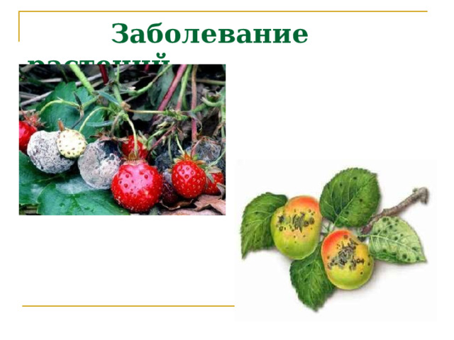  Заболевание растений 