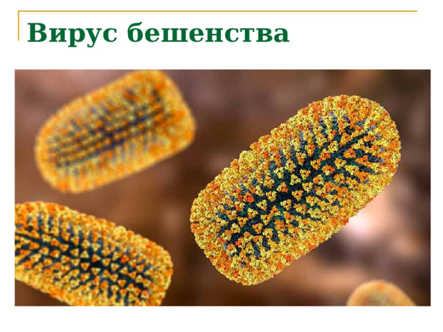 Вирус бешенства 