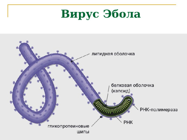  Вирус Эбола 