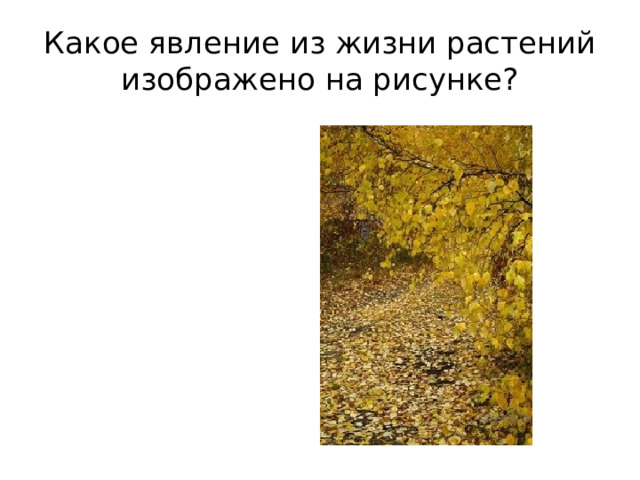 Какое явление из жизни растений изображено на рисунке? 