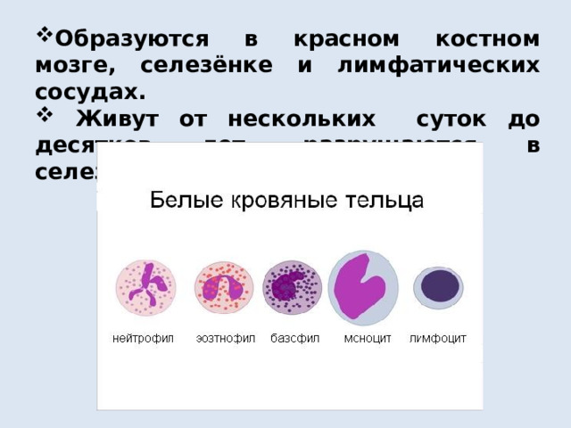 Образуются в красном костном мозге, селезёнке и лимфатических сосудах.  Живут от нескольких суток до десятков лет, разрушаются в селезенке и печени. 