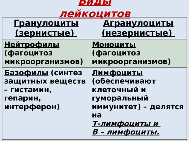 Виды лейкоцитов Гранулоциты (зернистые) Агранулоциты Нейтрофилы  (фагоцитоз микроорганизмов) (незернистые) Моноциты  (фагоцитоз микроорганизмов) Базофилы  (синтез защитных веществ – гистамин, гепарин, интерферон) Лимфоциты  (обеспечивают клеточный и гуморальный иммунитет) – делятся на Эозинофилы Т-лимфоциты и (обеспечивают аллергические реакции) В – лимфоциты. 