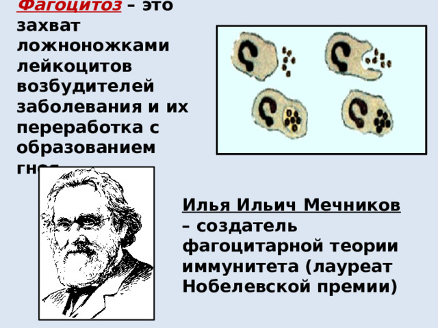 Фагоцитоз  – это захват ложноножками лейкоцитов возбудителей заболевания и их переработка с образованием гноя. Илья Ильич Мечников – создатель фагоцитарной теории иммунитета (лауреат Нобелевской премии) 