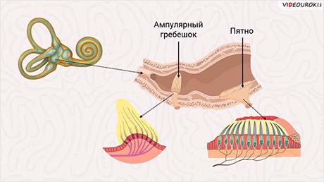 Преддверно-улитковый орган (орган слуха и равновесия)