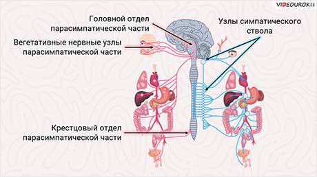 Периферическая нервная система. Вегетативная (автономная) нервная система (ВНС)