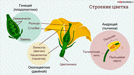 Репродуктивные органы растения. Цветок