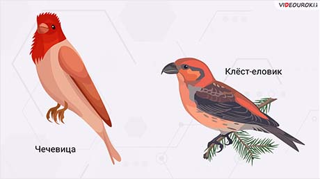 Класс Птицы. Особенности внешнего и внутреннего строения. Часть 1