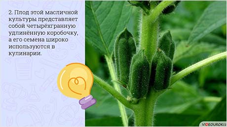 В мире живой природы
