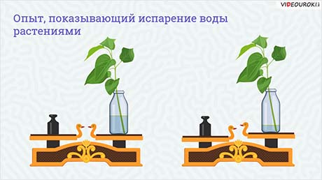 Выявление передвижения воды и минеральных веществ в растении