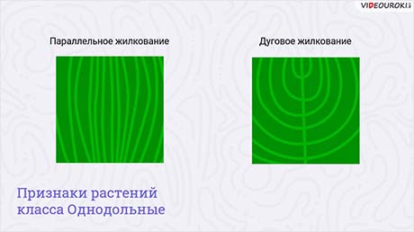 Определение признаков классов в строении растений. Строение и разнообразие плодов