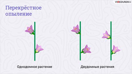 Многообразие растений леса (парка, луга, водоёма)