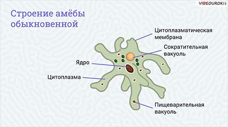 Изучение строения амёбы обыкновенной. Разведение амёб