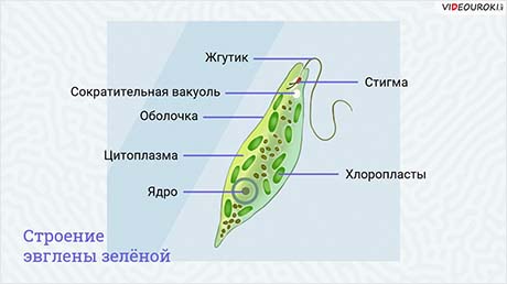 Изучение многообразия свободноживущих водных простейших