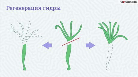 Изучение пресноводной гидры. Раздражимость и движение гидры