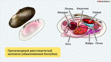 Сравнительная характеристика брюхоногих и двустворчатых моллюсков