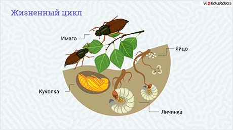 Изучение внешнего строения насекомого. Определение вида
