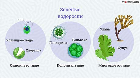 Изучение строения зелёных водорослей. Изучение строение мха и спороносящего хвоща (на местных видах)