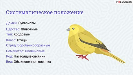 Многообразие птиц парка (леса, городского или сельского ландшафта)