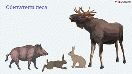 Видовое разнообразие животных леса (городского или сельского ландшафта)