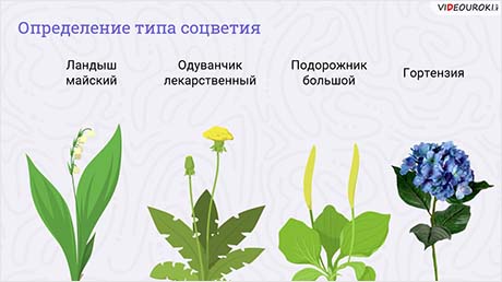 Изучение внешнего строения цветковых растений. Изучение строения цветка. Ознакомление с различными типами соцветий