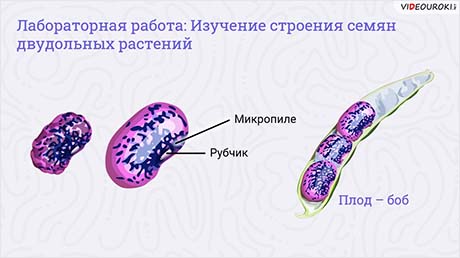 Изучение строения семян двудольных растений. Изучение строения семян однодольных растений