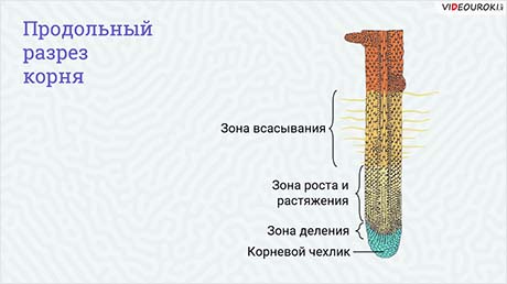 Изучение видов корней, стержневые и мочковатые корневые системы. Изучение внутреннего строения корня