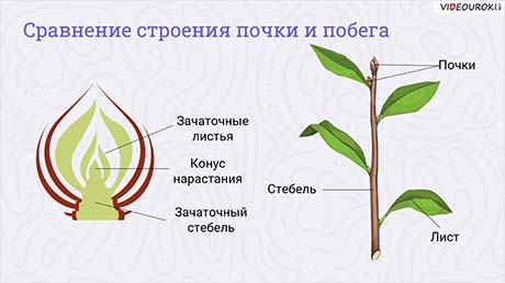 Строение почек, расположение почек на стебле. Изучение макро- и микроскопического строения стебля