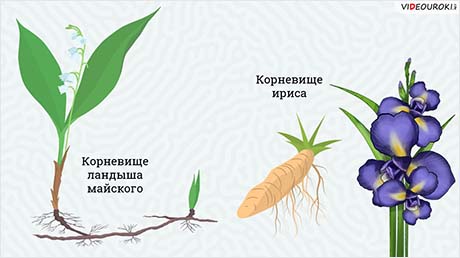 Изучение видоизменённых побегов. Строение клубня картофеля и луковицы