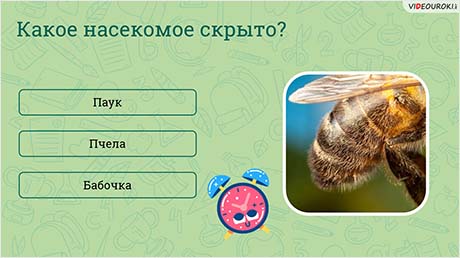 Мир насекомых