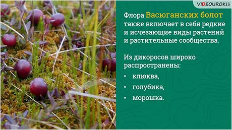 Топи Западной Сибири