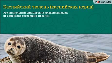 На берегах Каспия