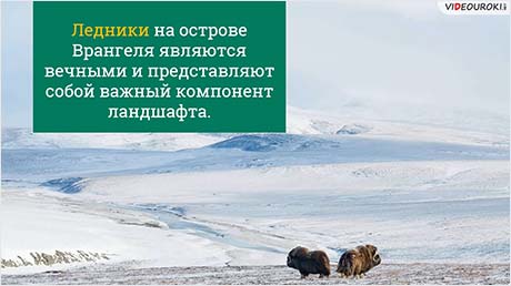 Остров Врангеля: царство арктических пустынь