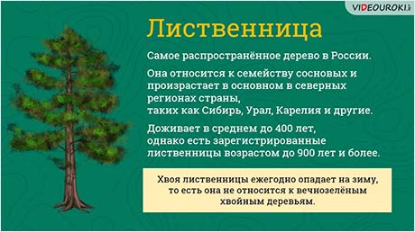 В сердце могучей тайги