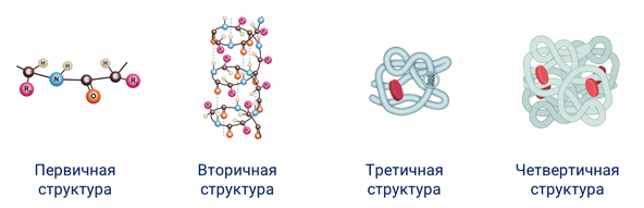 Рациональный дизайн белковых молекул