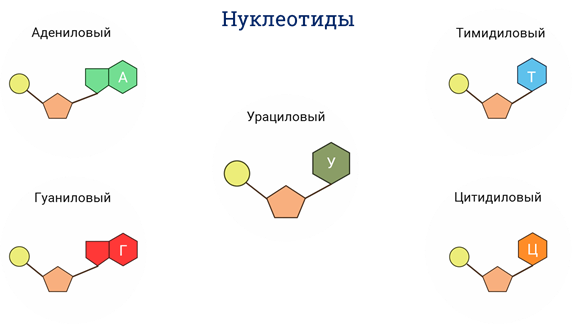 Уридилового нуклеотида