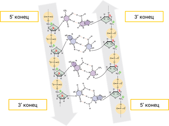 В молекуле днк количество нуклеотидов с гуанином. 3 И 5 штрих концы ДНК. 5 Штрих и 3 штрих концы молекул ДНК что это. 5 Штрих конец 3 штрих конец ДНК. 5 И 3 штрих концы.