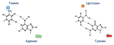 Что соответствует гуанину в днк. Цепь ДНК аденин цитозин Тимин. Цепочка ДНК аденин Тимин. Аденин гуанин цитозин Тимин цепочка. Цепь ДНК аденин гуанин.