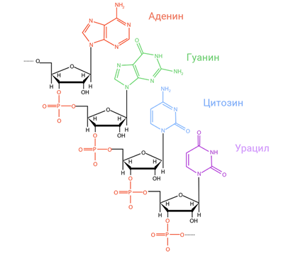 Что такое 3 штрих и 5 штрих концы. Смотреть фото Что такое 3 штрих и 5 штрих концы. Смотреть картинку Что такое 3 штрих и 5 штрих концы. Картинка про Что такое 3 штрих и 5 штрих концы. Фото Что такое 3 штрих и 5 штрих концы