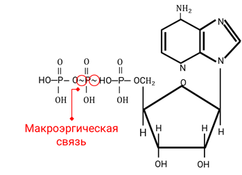 1 макроэргической связи. Макроэргическая связь в АТФ. Формула АТФ С макроэргическими связями. Макроэргические связи биохимия. Какие связи макроэргические.