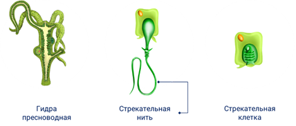 Стрекательные клетки находятся у гидры в. Гидра Пресноводная стрекательные клетки. Схема строения стрекательной клетки гидры. Стрекательная клетка гидры рисунок. Стрекательная нить гидры.