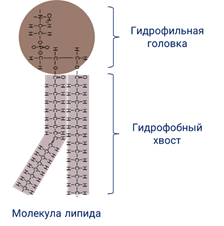 Схема строения li