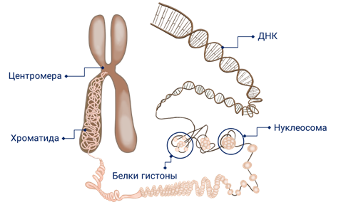 Белки гистоны. Строение хромосомы гистоны. Негистоновые белки в хромосоме. Белки гистоны в хромосомах. ДНК И белки гистоны.