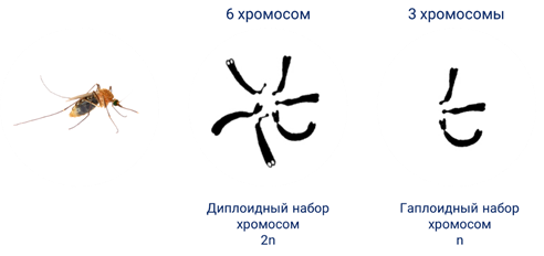 Хромосомный набор корневища. Гаплоидный набор хромосом. Гаплоидный и диплоидный набор хромосом. Диплоидный набор и гаплоидный набор. Диплоидные хромосомы.