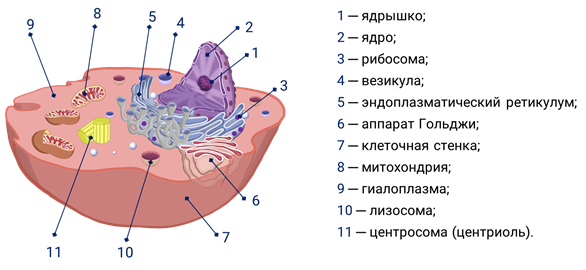 Клеточный центр рибосомы строение функции. Цитоплазма клеточный центр рибосомы. Строение клетки везикула. Клеточный центр аппарат Гольджи рибосома. Строение клетки цитоплазма клеточный центр рибосомы таблица.