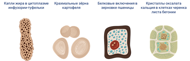 Включений и т д. Трофические клеточные включения. Строение клетки клеточные включения. Капли жира в цитоплазме инфузории туфельки. Типы включений в цитоплазме клеток.