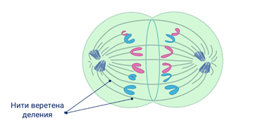 Клеточный центр Веретено деления. Клеточный центр и нити веретена деления. Метафаза нити веретена деления.